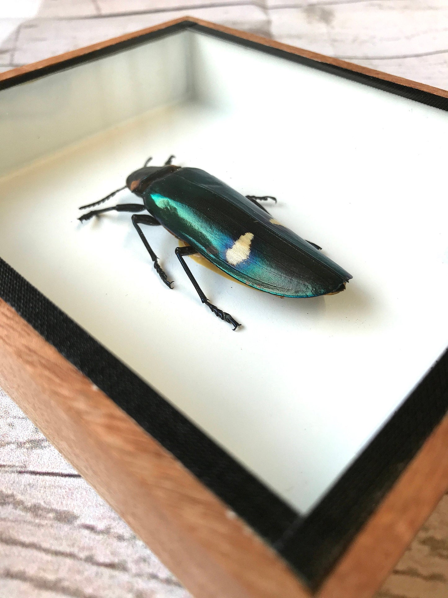 Giant Jewel Beetle (Megaloxantha Bicolor) Box Frame Display Case Beetle Bug Insect