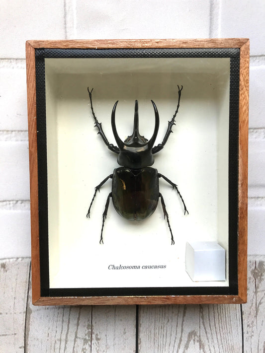 Caucasus Beetle (Chalcosoma Caucasus) Box Frame Display Case Bug Insect