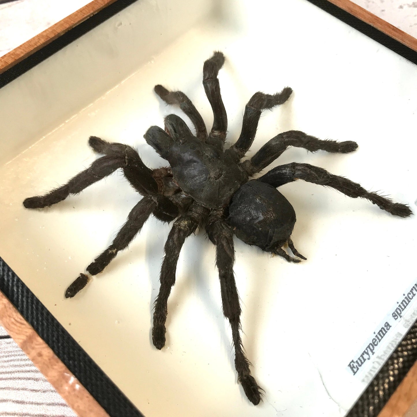 Tarantula Spider (Eurypeima spinicrus) Box Frame Display Case Bug Insect