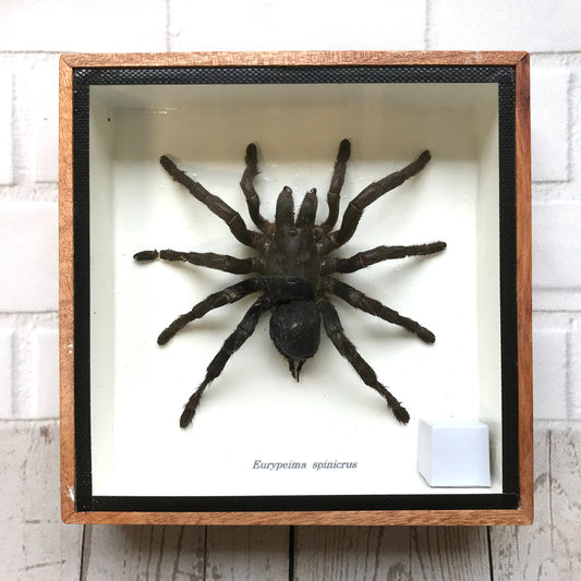 Tarantula Spider (Eurypeima spinicrus) Box Frame Display Case Bug Insect