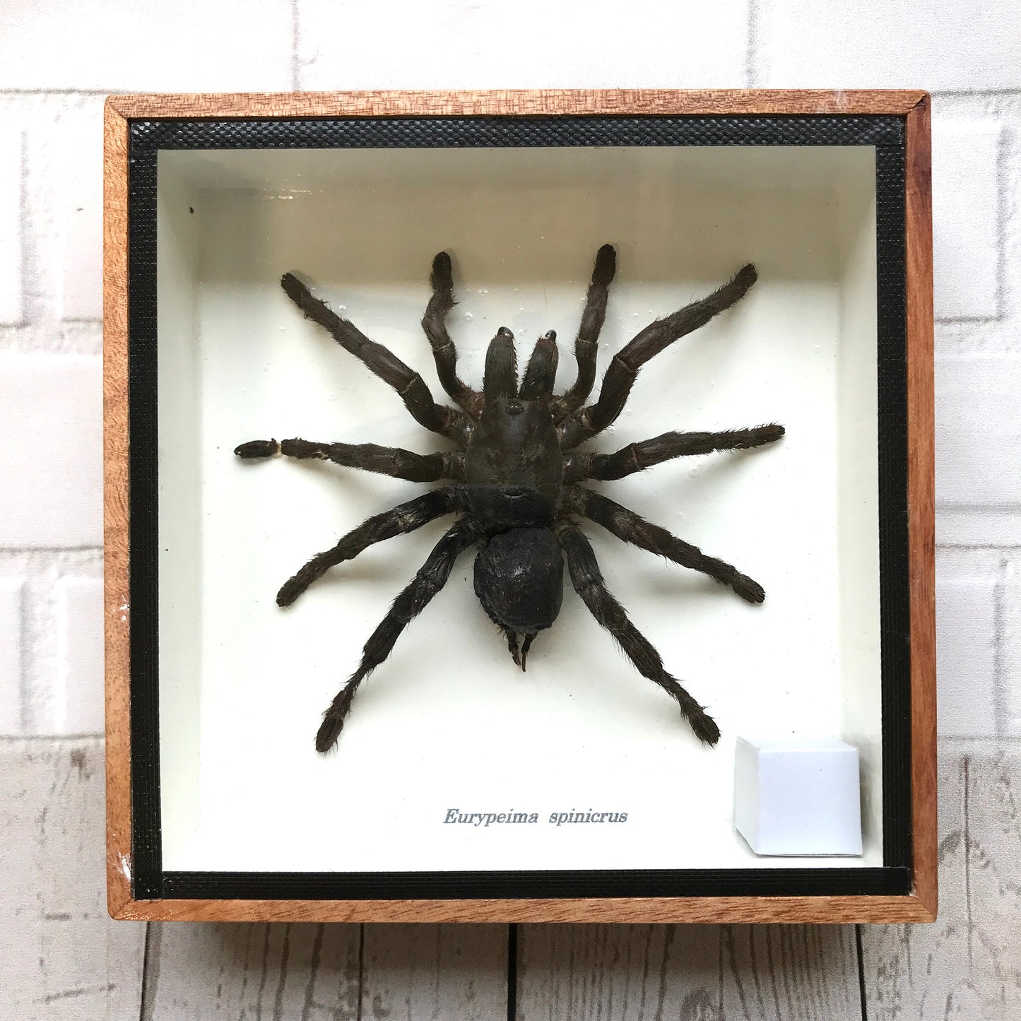 Tarantula Spider (Eurypeima spinicrus) Box Frame Display Case Bug Insect