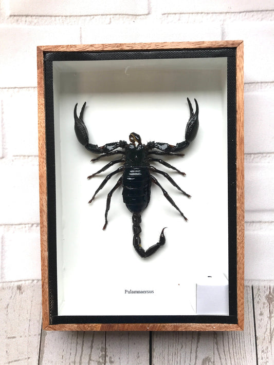 Forest Scorpion (Heterometrus laoticus) Box Frame Display Case Bug Insect