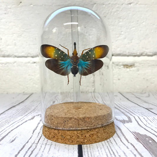 Colourful Lanternfly (Pyrops gunjii) Cicada Glass Bell Cloche Dome Display Jar Insect