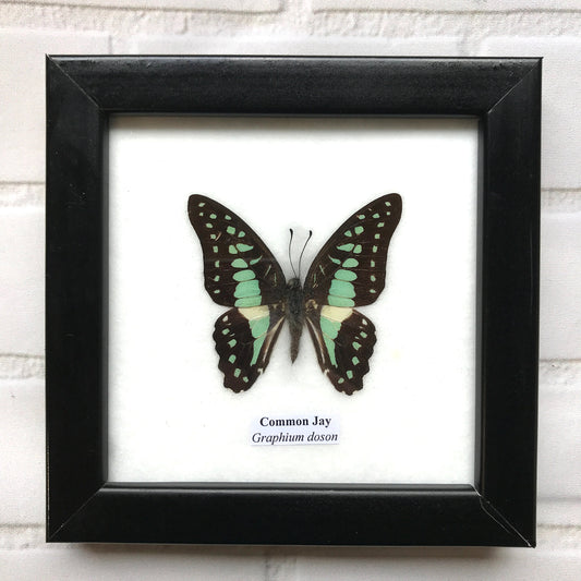 Common Jay Butterfly (Graphium doson) Picture Display Frame Insect Bug