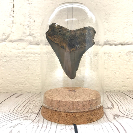 Megalodon Shark Dinosaur Tooth Fossil in Glass Bell Cloche Dome Display Jar Insect