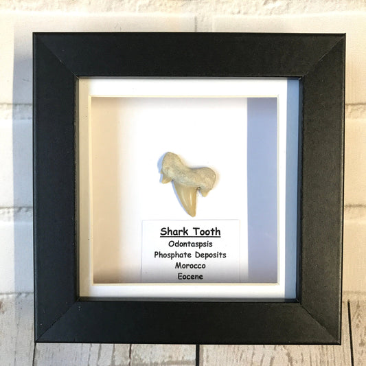 Sand Shark Tooth Fossil in Shadow Box Display Frame Insect Natural History