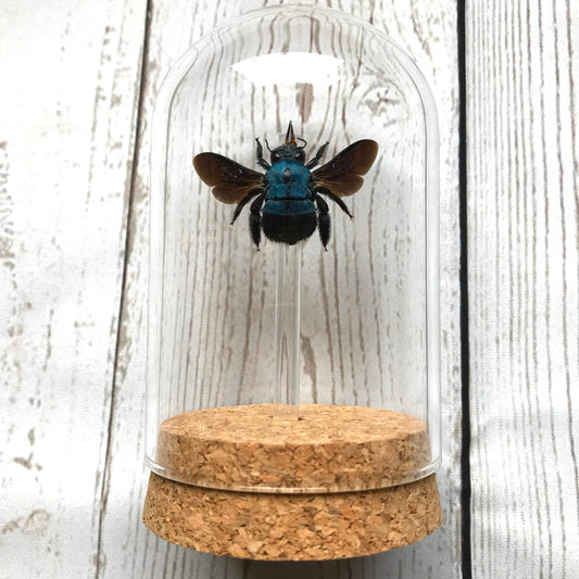 Blue Carpenter Bee (Xylocopa caerulea) Glass Bell Cloche Dome Display Jar Insect