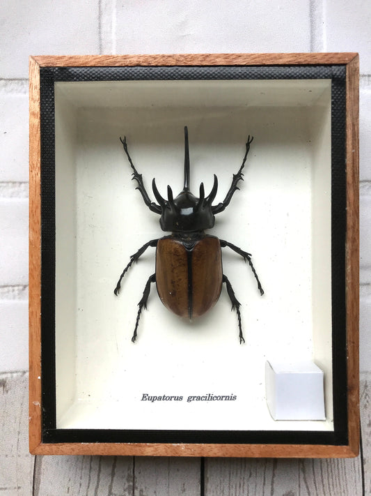 Five-Horned Rhino Beetle (Eupatorus gracilicornis) Box Frame Display Case Bug Insect