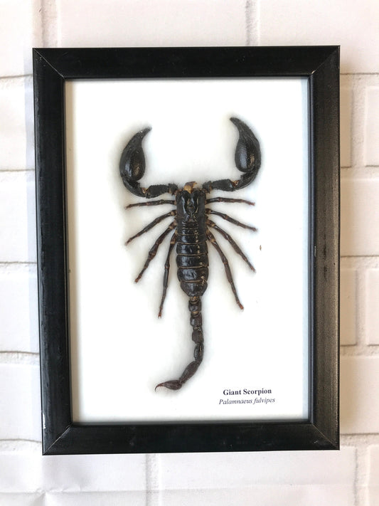 Giant Forest Scorpion (Palamnaeus fulvipes) Picture Display Frame Insect Bug