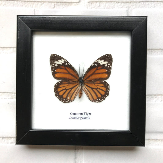 Common Tiger Butterfly (Danaus genutia) Picture Display Frame Insect Bug