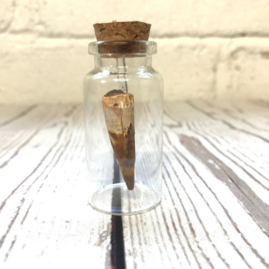 Spinosaurus Dinosaur Tooth Fossil in Glass Curio Bottle Jar Vial Natural History Gift