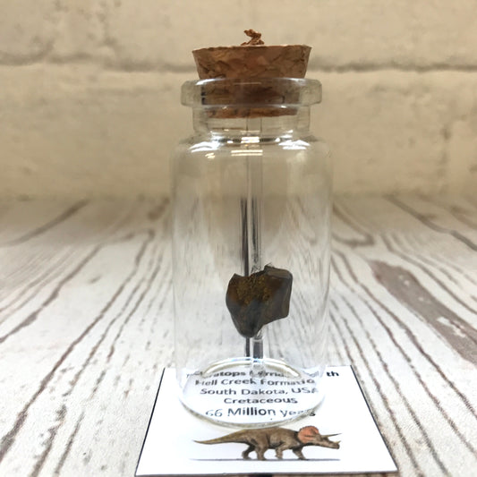 Triceratops Dinosaur Tooth Fossil in Glass Curio Bottle Jar Vial Natural History Gift