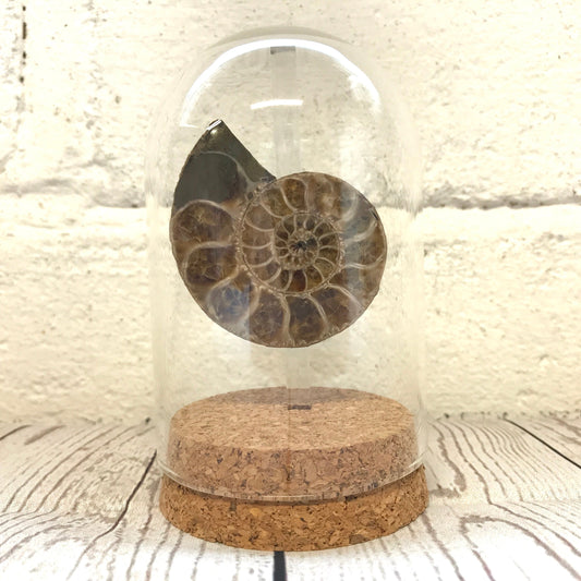 Cleoniceras Ammonite Fossil in Glass Bell Cloche Dome Display Jar Insect