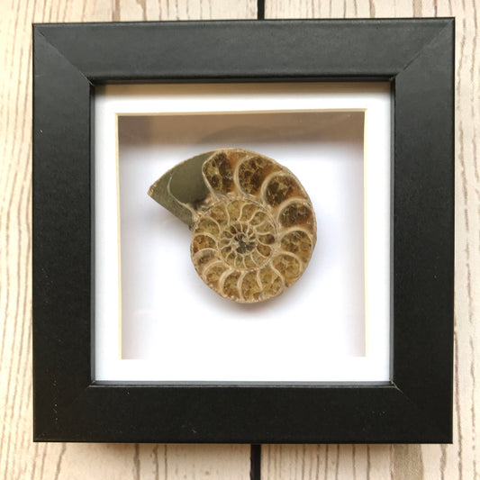 Cleoniceras Ammonite Fossil in Shadow Box Display Frame Insect Natural History