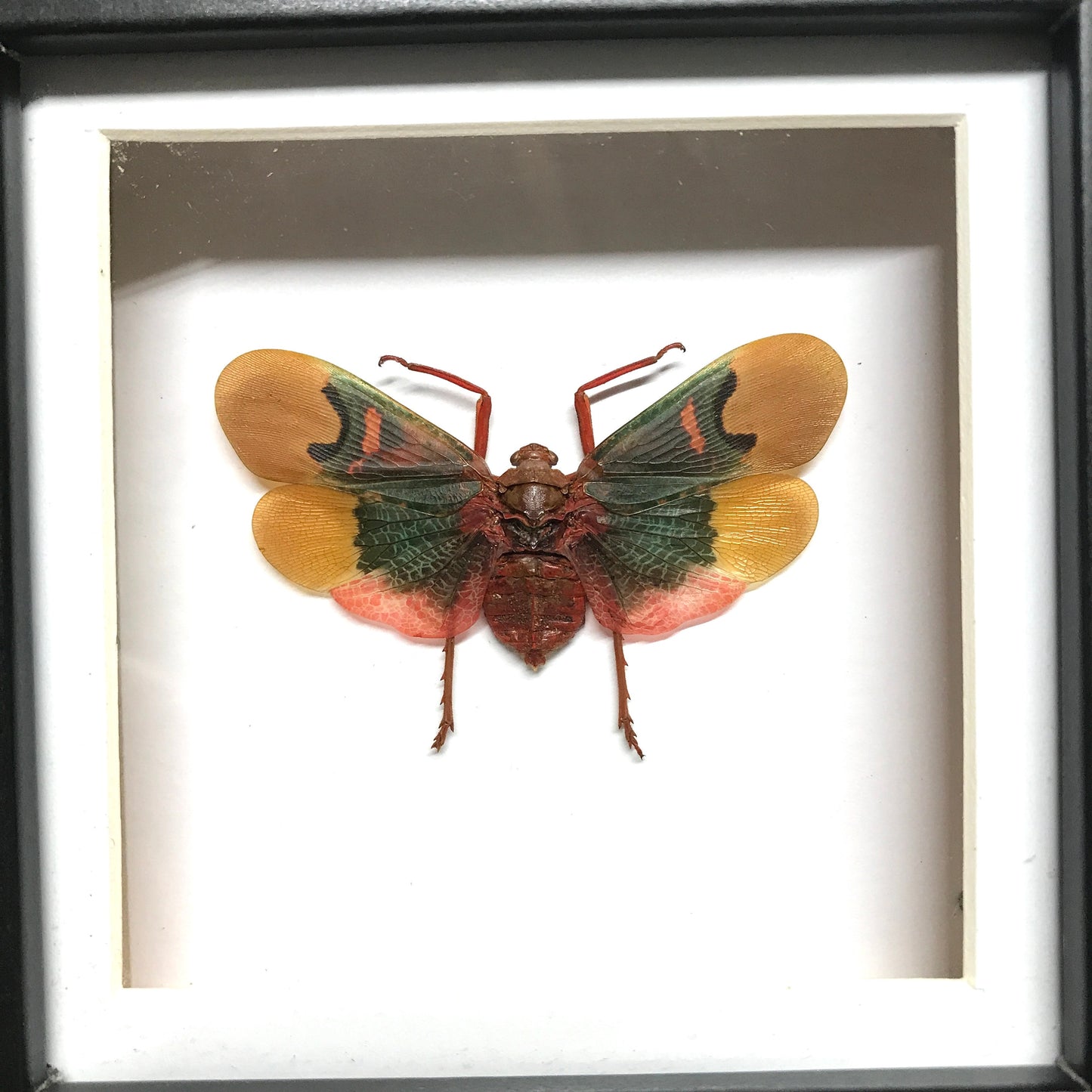 Lanternfly (Scamandra thetis) Cicada Deep Shadow Box Frame Display Insect Bug