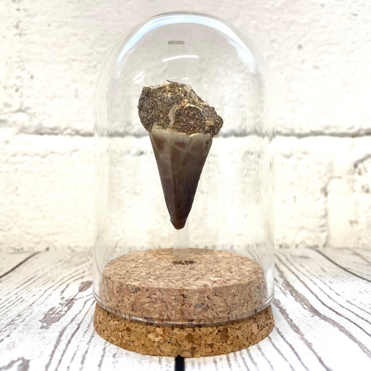 Mosasaurus Dinosaur Tooth Fossil in Glass Bell Cloche Dome Display Jar Insect