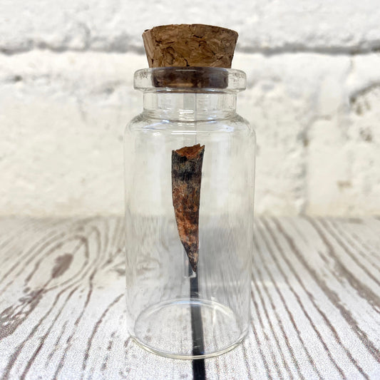 Pterosaur Pterodactyl Dinosaur Tooth Fossil in Glass Curio Bottle Jar Vial Natural History Gift