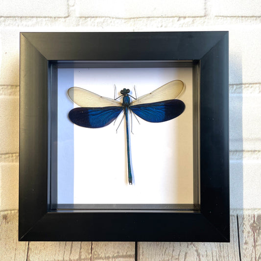 Blue Damselfly (Neurobasis kaupi) Deep Shadow Box Frame Display Insect Dragonfly
