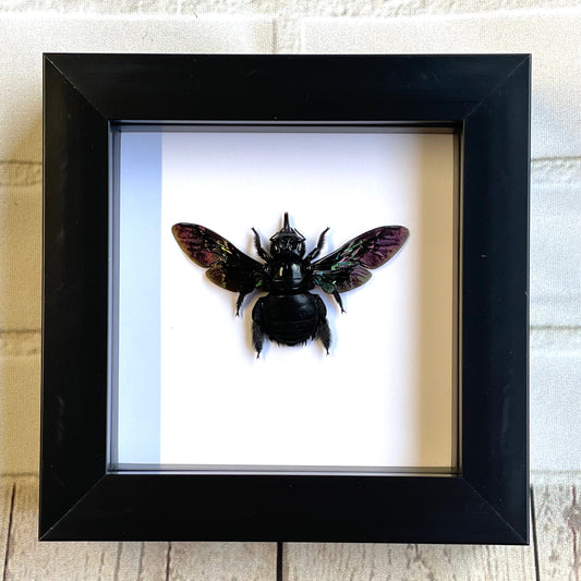 Tropical Carpenter Bee (Xylocopa latipes) Deep Shadow Box Frame Display Insect Bug