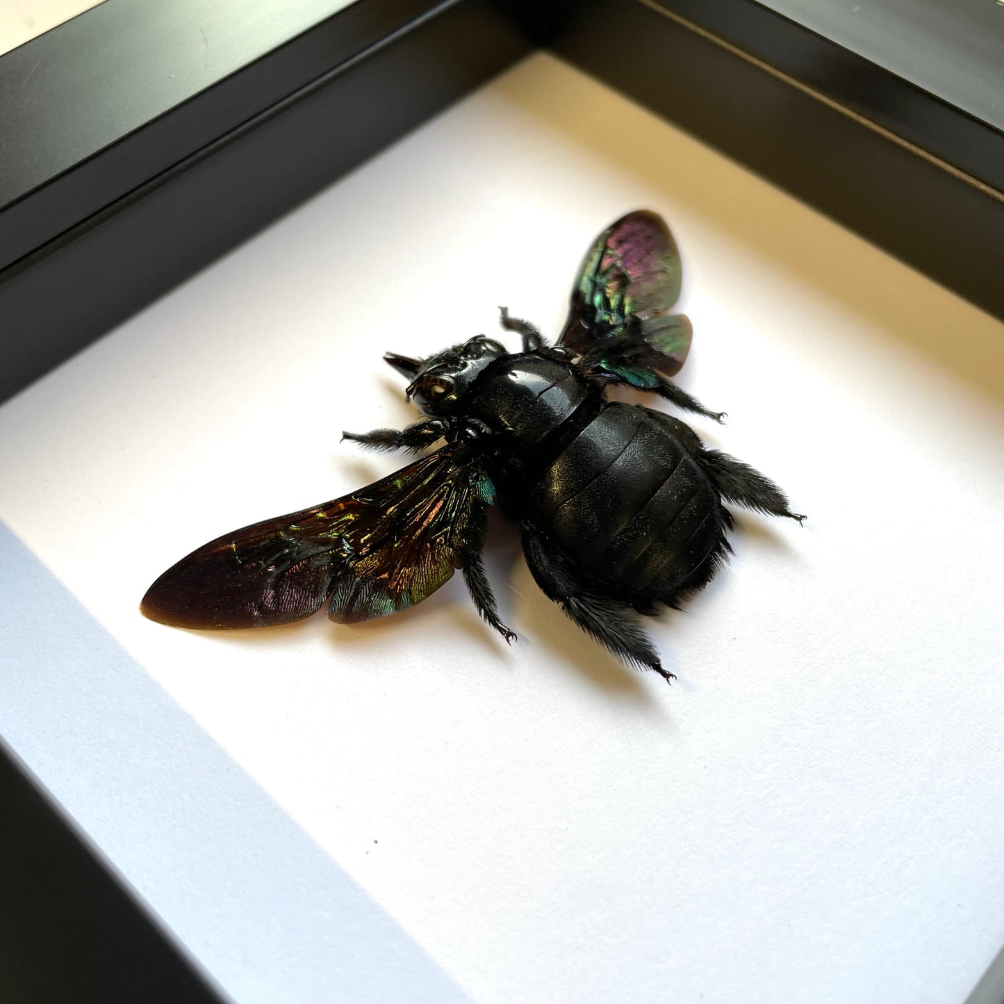 Tropical Carpenter Bee (Xylocopa latipes) Deep Shadow Box Frame Display Insect Bug