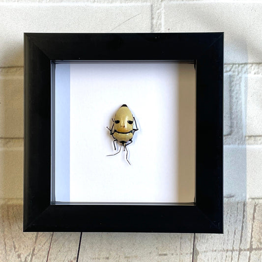 Pearl Man Face Stink Bug (Eucorysses grandis) Deep Shadow Box Frame Display Beetle Insect Bug