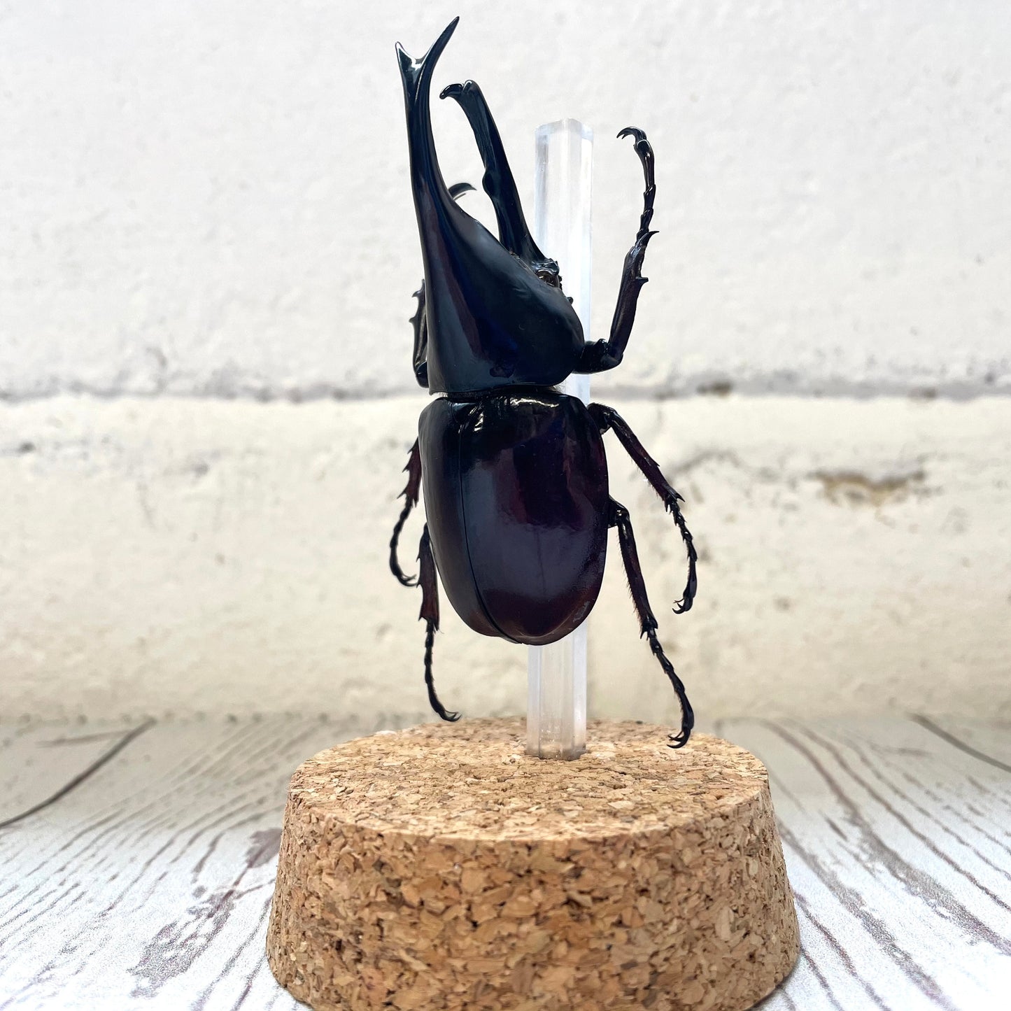 Thai Fighting Beetle (Xylotrupes gideon) Glass Bell Cloche Dome Display Jar Insect