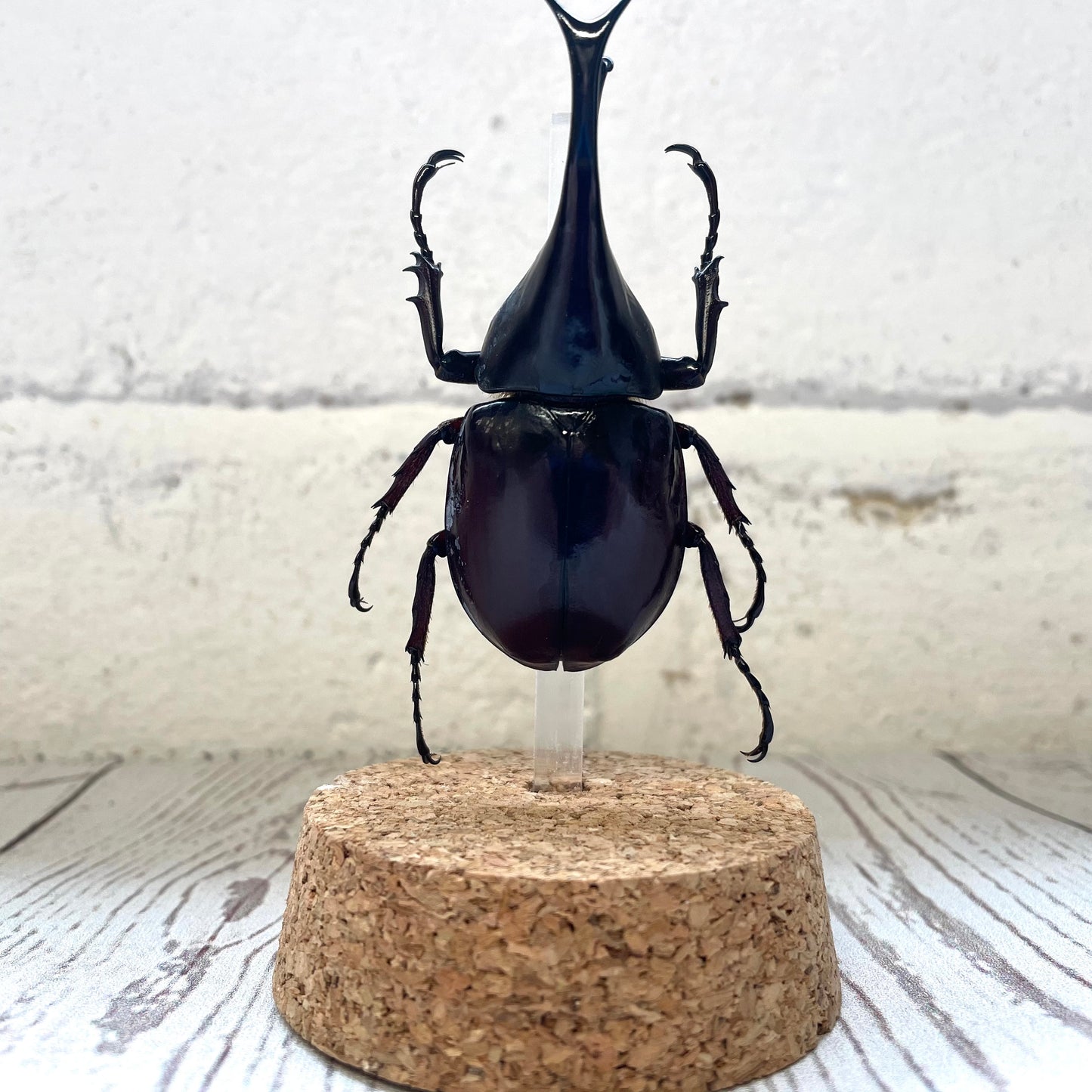 Thai Fighting Beetle (Xylotrupes gideon) Glass Bell Cloche Dome Display Jar Insect