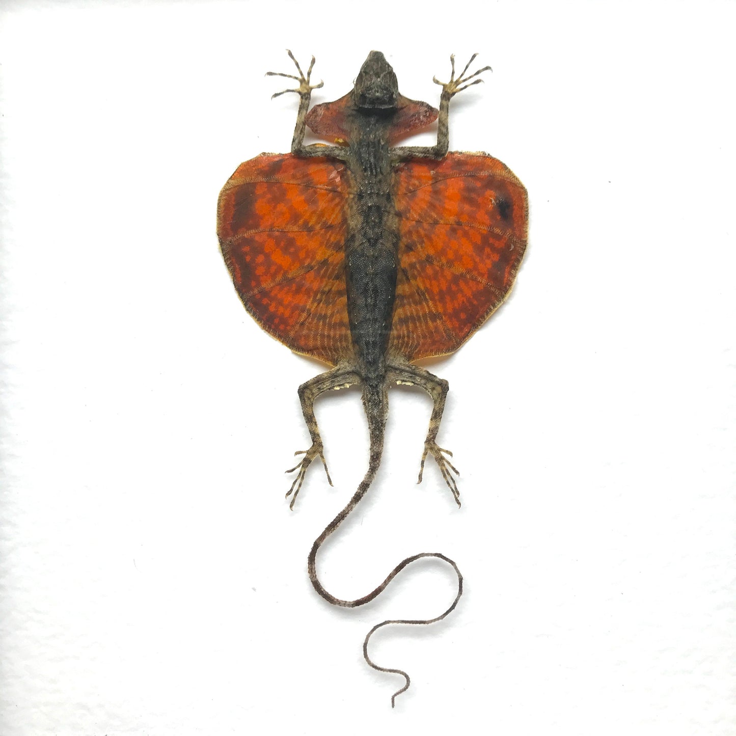 Red Bearded Flying Dragon (Draco haematopogon) Gliding Lizard - Deep Shadow Box Frame Display Insect Bug