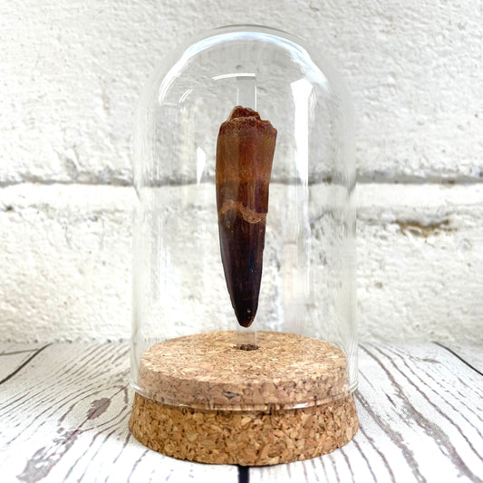Spinosaurus Dinosaur Tooth Fossil in Glass Bell Cloche Dome Display Jar Insect