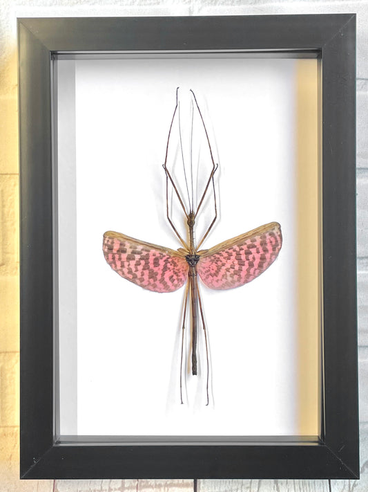 Pink Stick Insect (Diesbachia tamyris) Male Frame Deep Shadow Box Frame Display Beetle Insect Bug