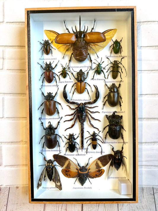 Insect Display Box Frame Display Case Bug Insect #2