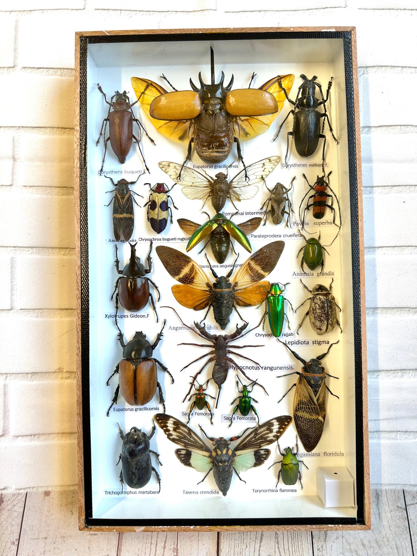 Insect Display Box Frame Display Case Bug Insect #3