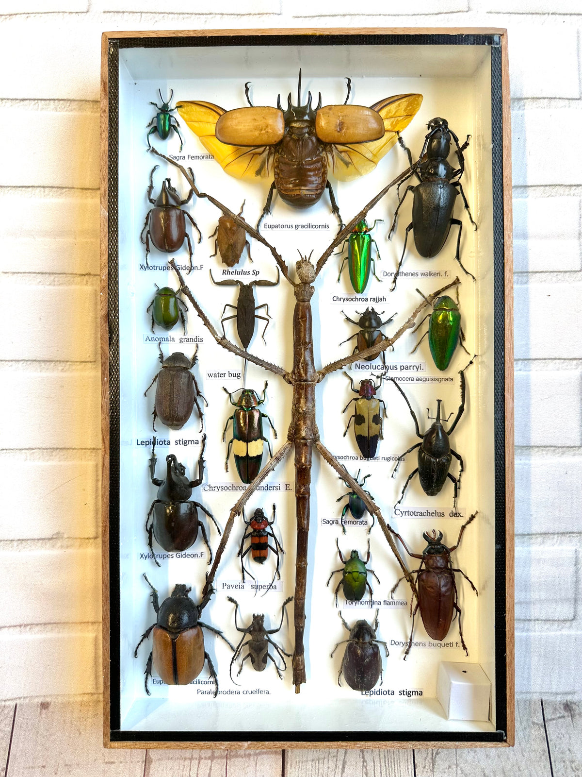 Small Insect Display Box Insect Display Box Frame Display Case Bug Insect #4 – Bug Frames