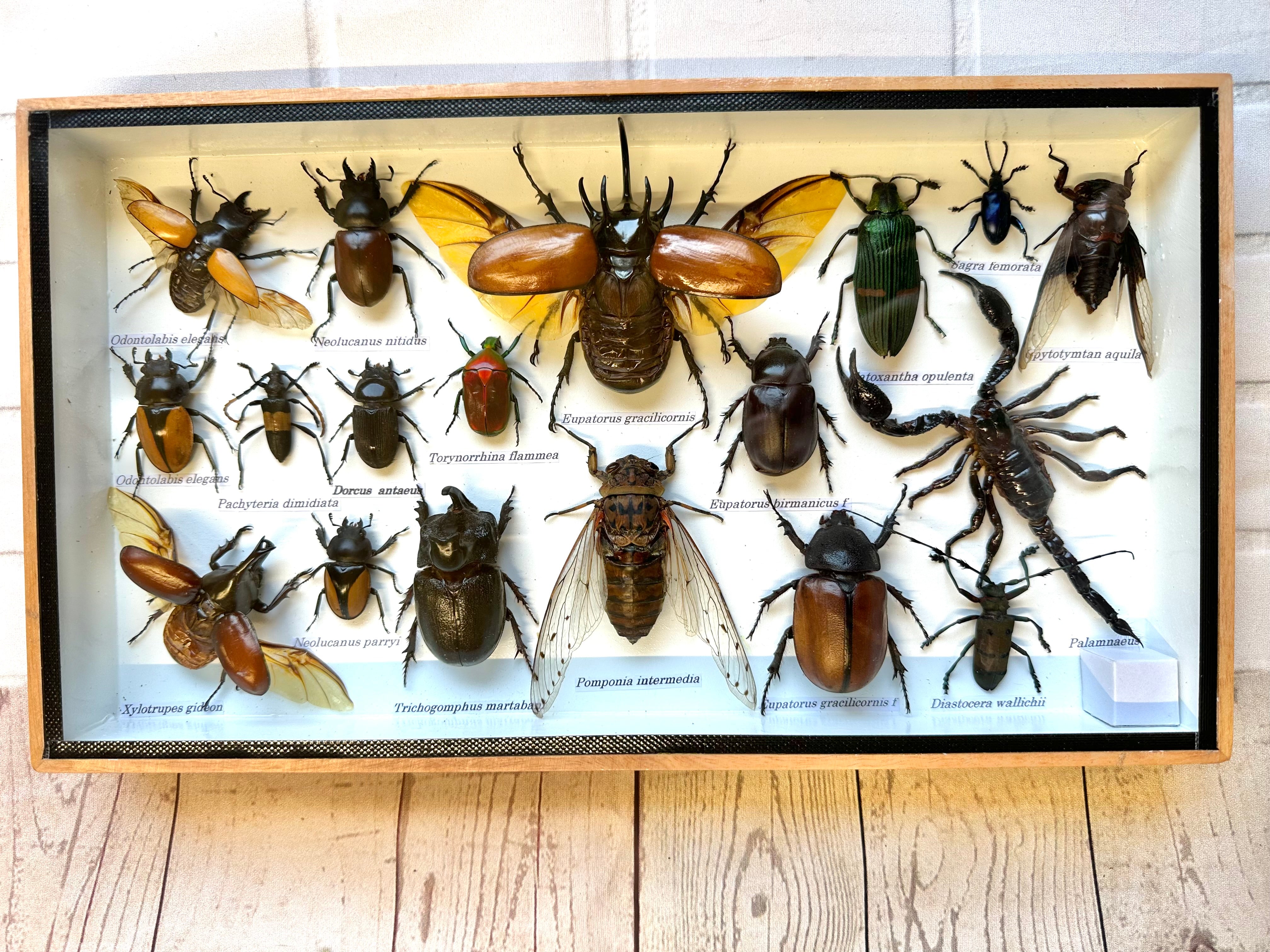 Insect Display Box Frame Display Case Bug Insect #10 – Bug Frames