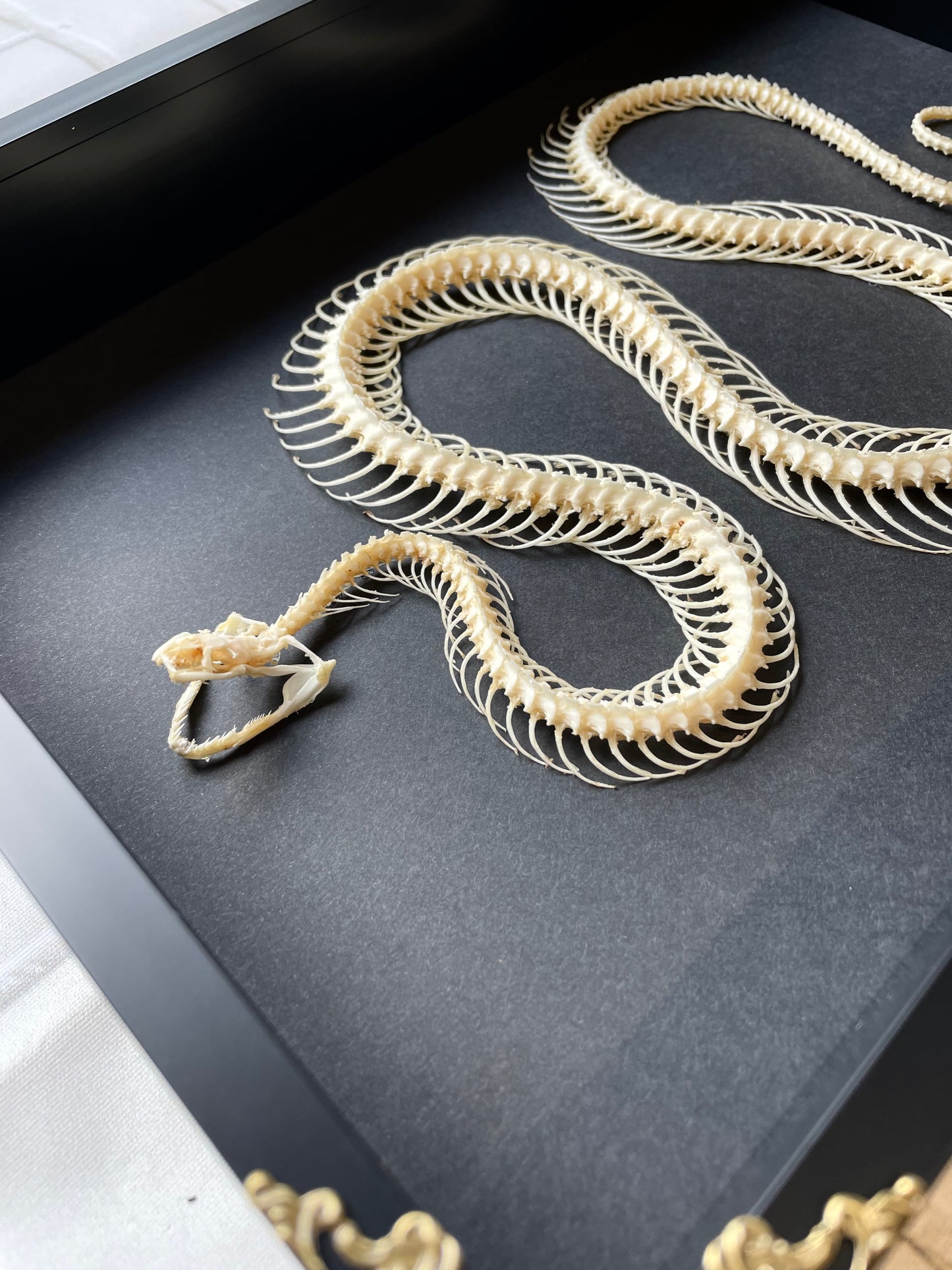 Reuss' Water Snake (Enhydris alternans) Skeleton in Baroque Style Deep Shadow Box Frame Display