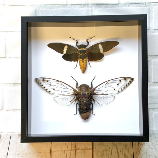 Giant Cicada Pair Megapomponia merula & Tosena fasciata Box Frame Display Bug