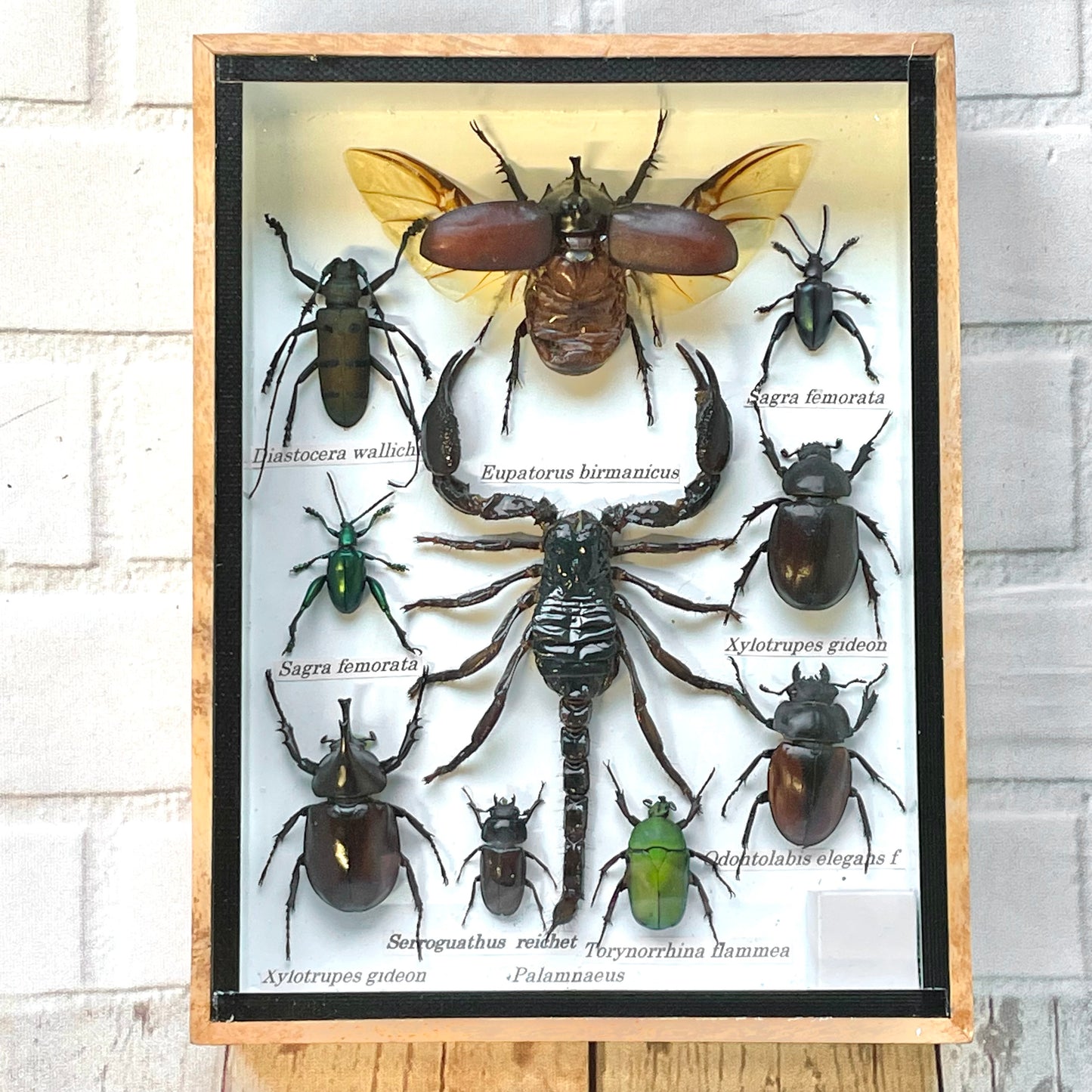 Insect Display Box Frame Display Case Bug Insect #1