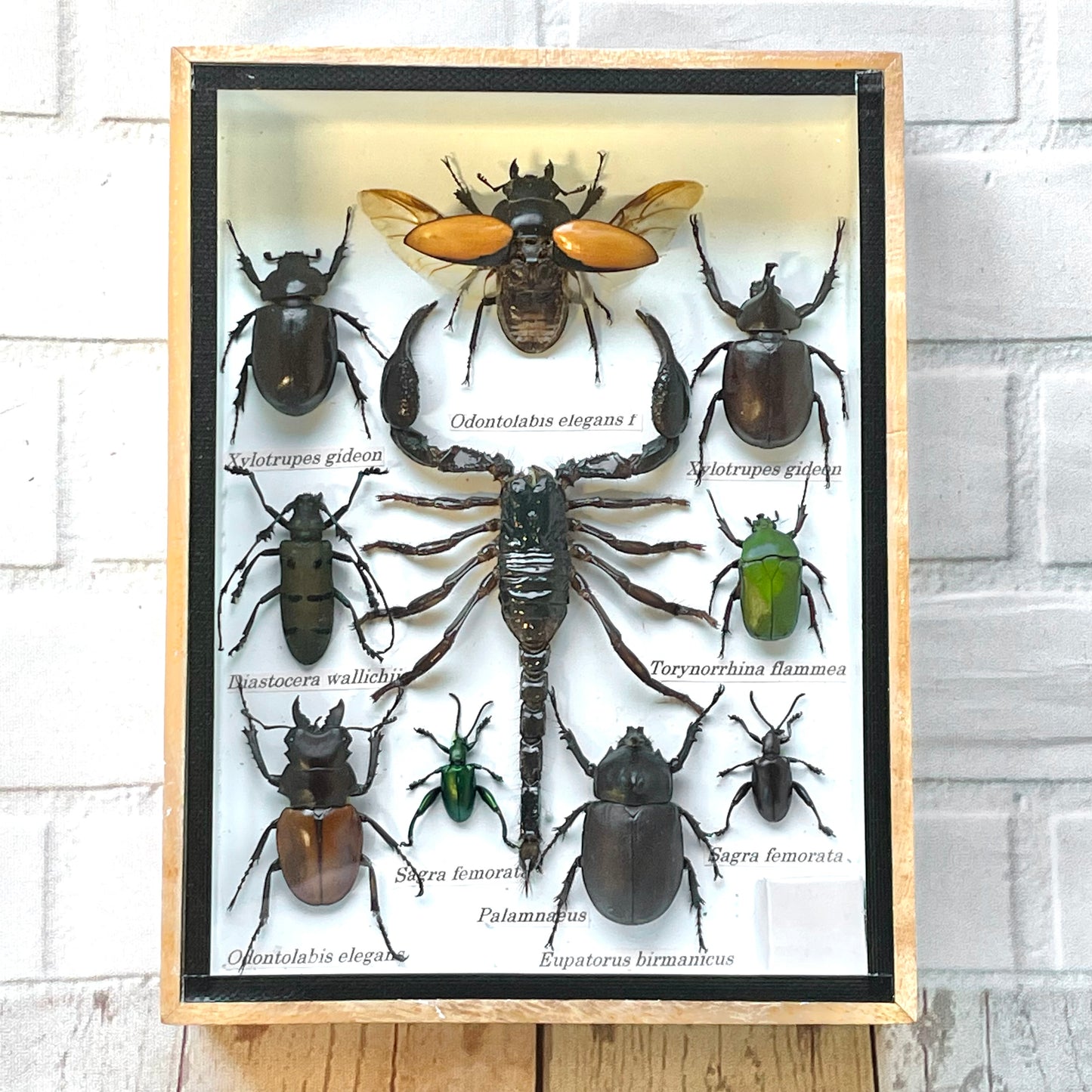 Insect Display Box Frame Display Case Bug Insect #2