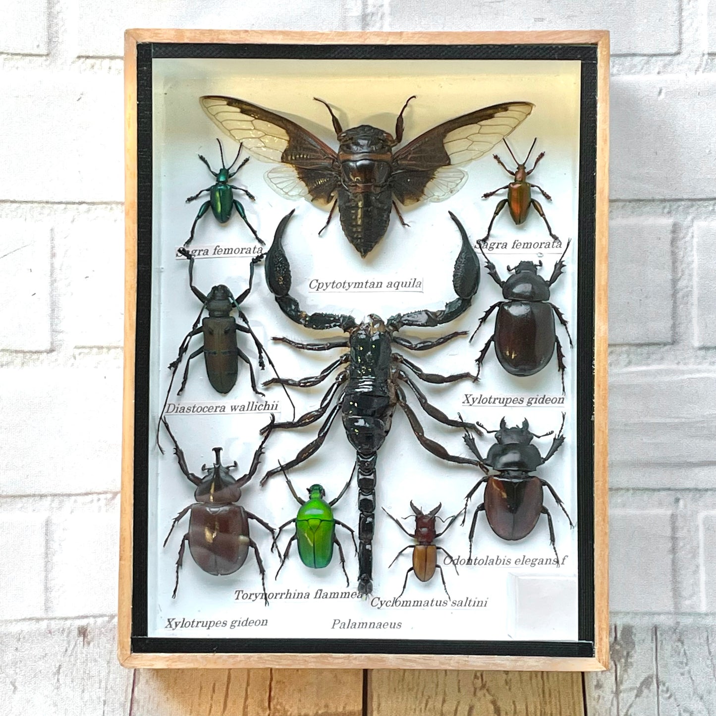 Insect Display Box Frame Display Case Bug Insect #3