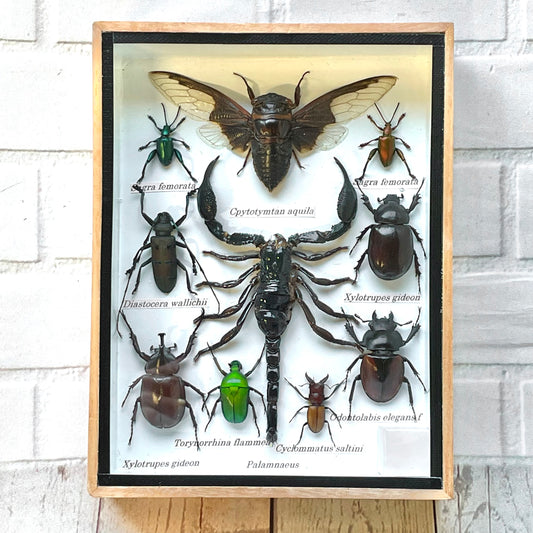 Insect Display Box Frame Display Case Bug Insect #3