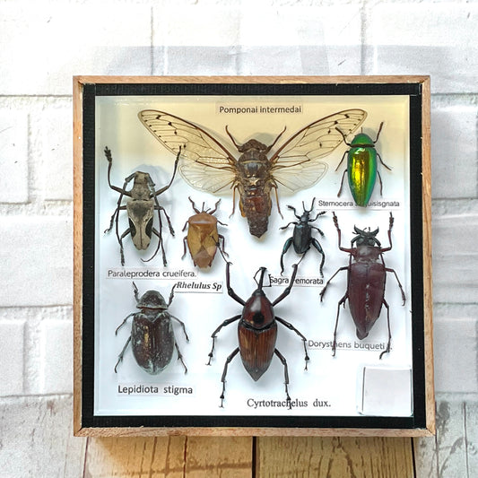 Insect Display Box Frame Display Case Bug Insect #3