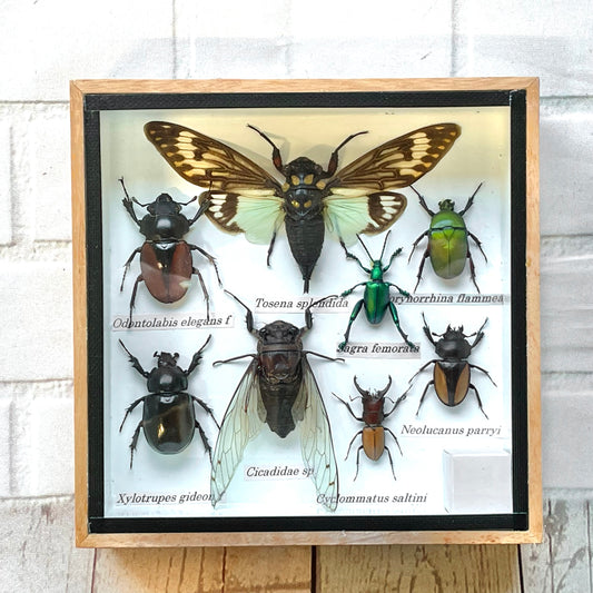 Insect Display Box Frame Display Case Bug Insect #5