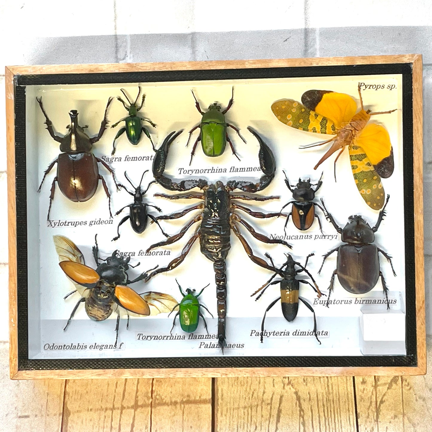 Insect Display Box Frame Display Case Bug Insect #5