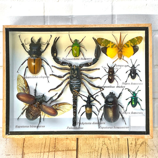 Insect Display Box Frame Display Case Bug Insect #6