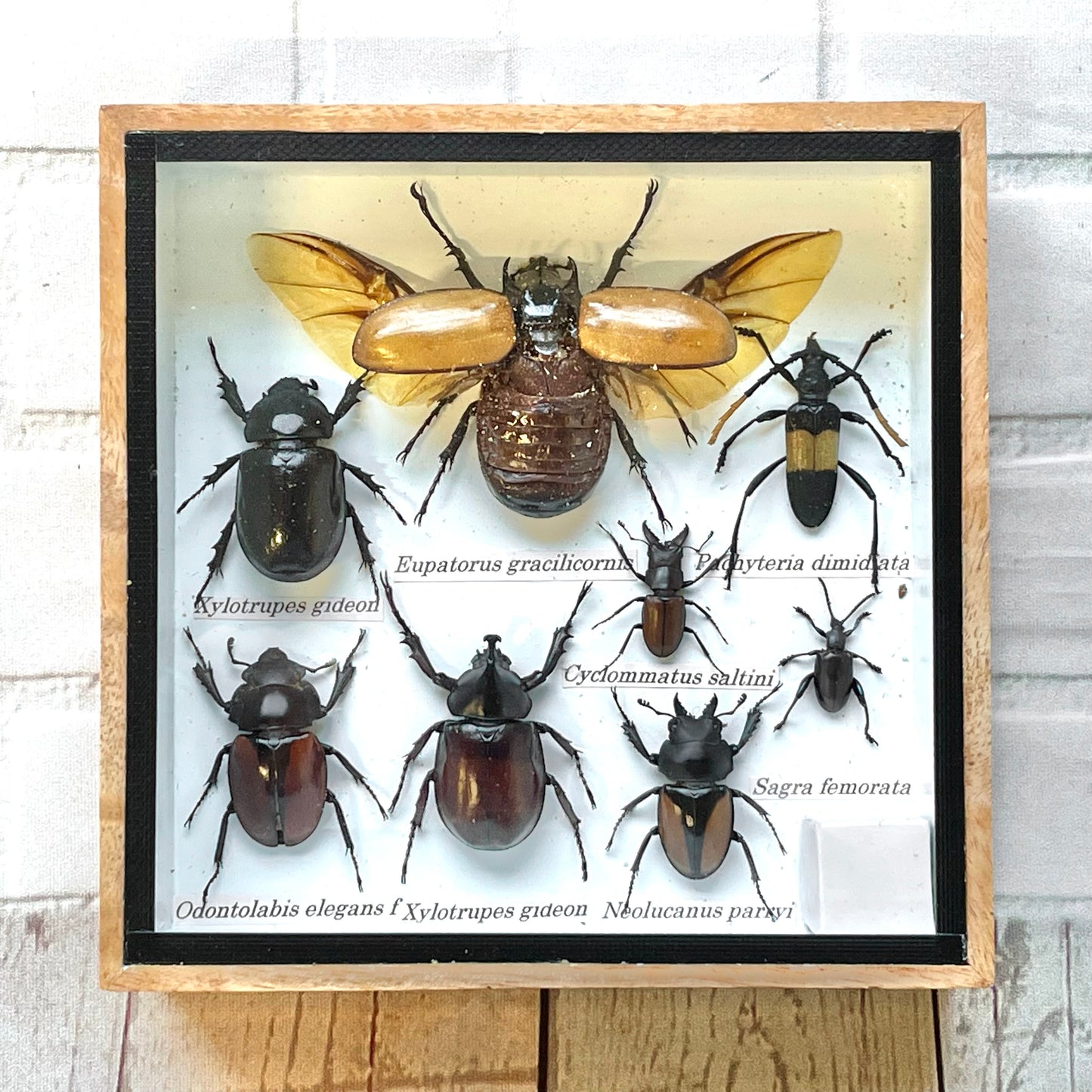 Insect Display Box Frame Display Case Bug Insect #6