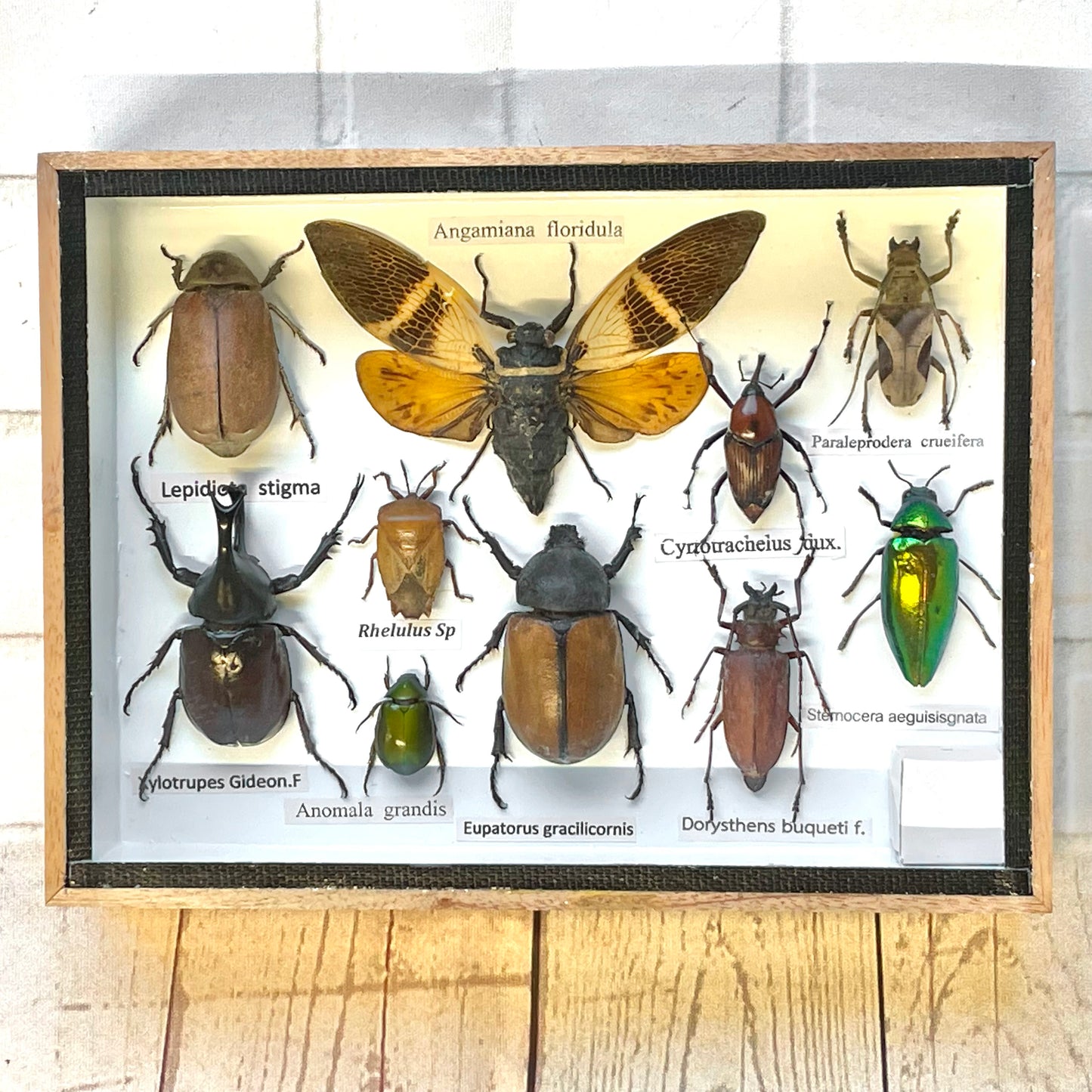 Insect Display Box Frame Display Case Bug Insect #7