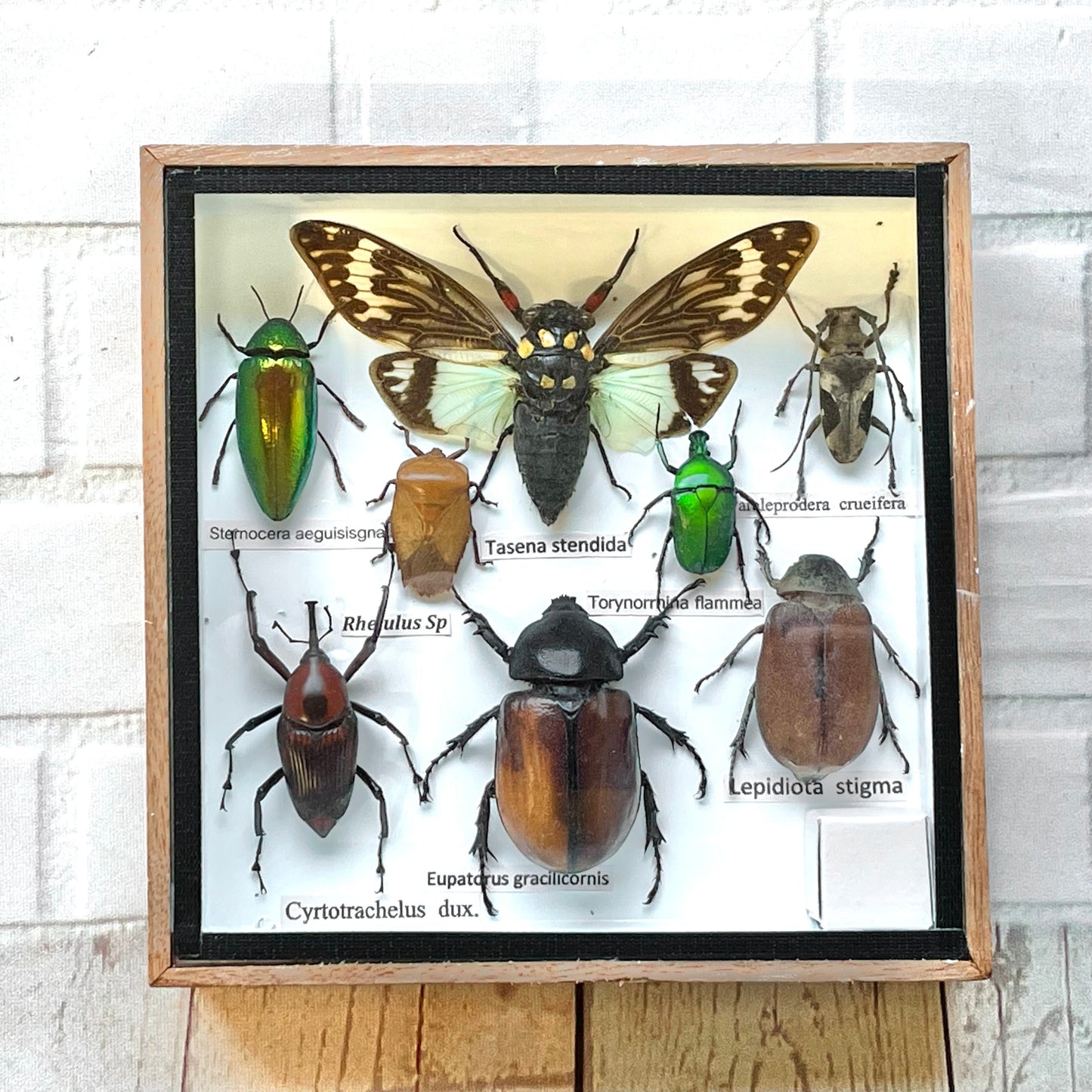 Insect Display Box Frame Display Case Bug Insect #7