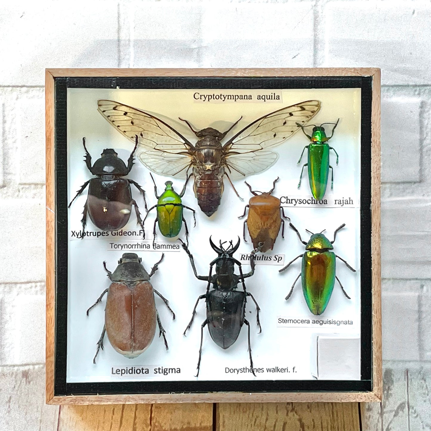 Insect Display Box Frame Display Case Bug Insect #8