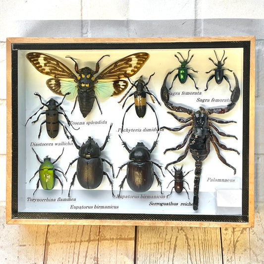 Insect Display Box Frame Display Case Bug Insect #9