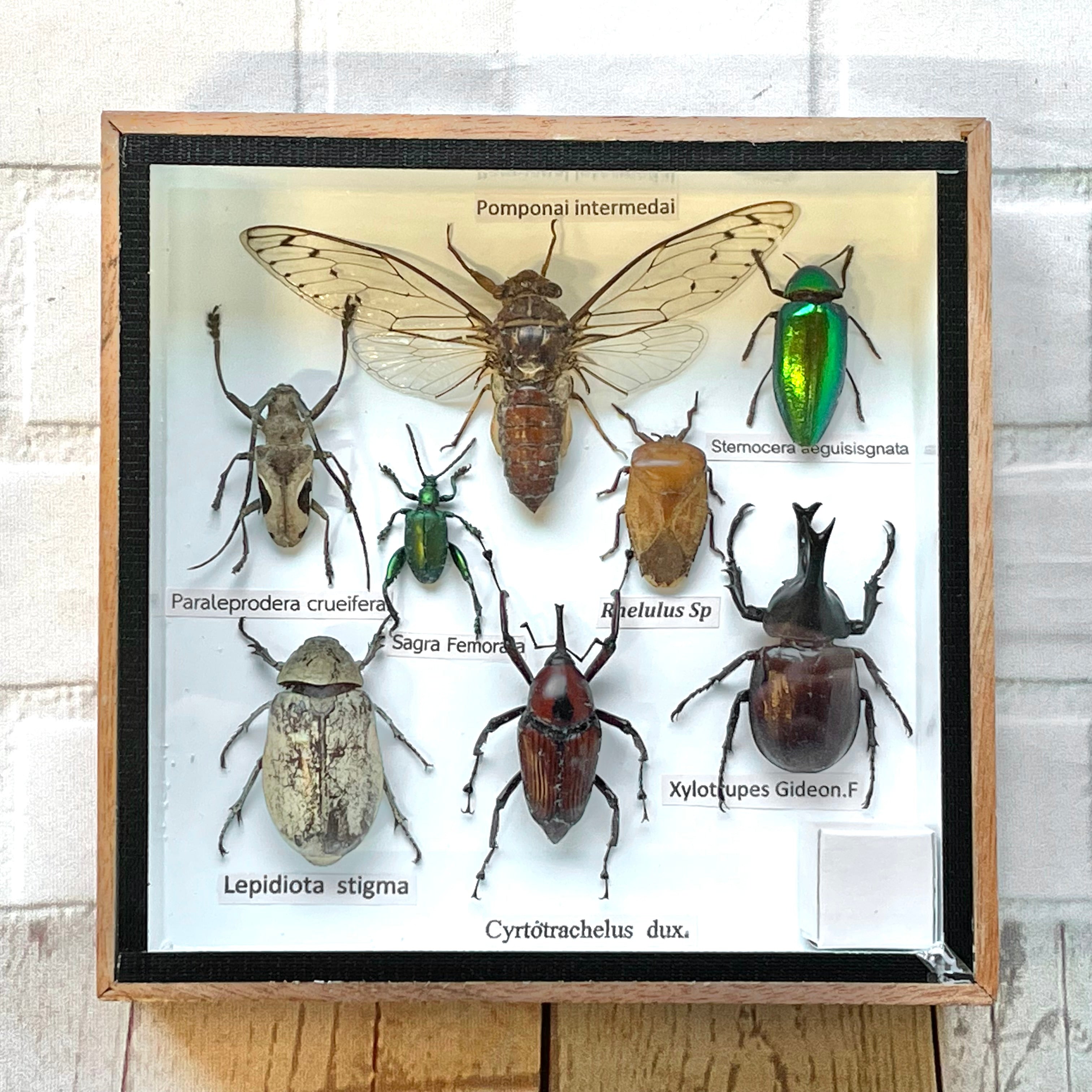 Small Insect Display Box Insect Display Box Frame Display Case Bug Insect #10 – Bug Frames